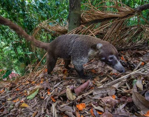 Coati