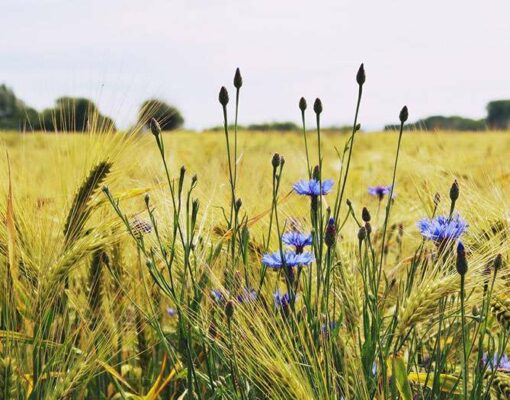 flowers-and-wheat